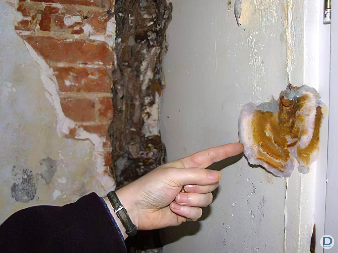 Suivi et garantie traitement mérule Dony Protect